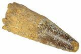Fossil Spinosaurus Tooth - Real Dinosaur Tooth #346292-1